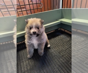 Pomeranian Puppy for sale in MARLTON, NJ, USA