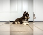 Small #1 Siberian Husky