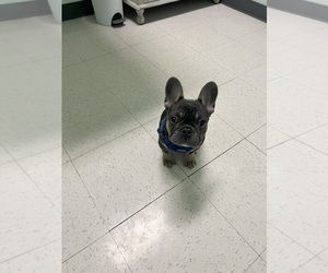 French Bulldog Puppy for sale in DAY HEIGHTS, OH, USA