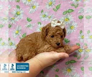 Poodle (Toy) Puppy for sale in WINNSBORO, LA, USA