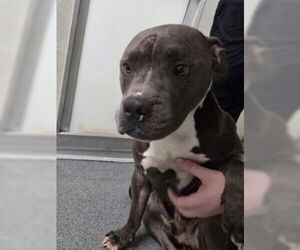 Mutt Dogs for adoption in Glen Allen, VA, USA