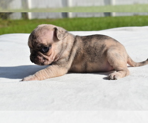 Pug Puppy for sale in PALM COAST, FL, USA