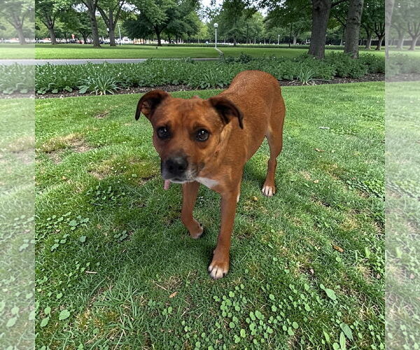 Medium Photo #3 Beagle-Unknown Mix Puppy For Sale in Menifee, CA, USA
