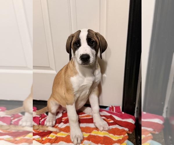 Medium Photo #4 Great Dane Puppy For Sale in SUMMERVILLE, SC, USA