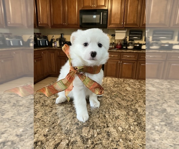 Medium Photo #1 Akita-American Eskimo Dog Mix Puppy For Sale in HESPERIA, CA, USA