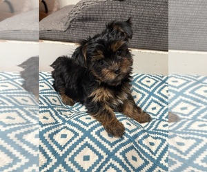 Medium Yorkshire Terrier