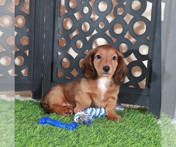 Medium Photo #2 Dachshund Puppy For Sale in MOUNT VERNON, OH, USA