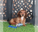 Small #1 Dachshund