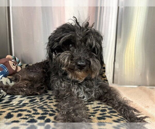 Medium Photo #1 Shih-Poo Puppy For Sale in Rancho Cucamonga, CA, USA