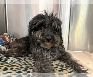 Shih-Poo Dogs for adoption in Rancho Cucamonga, CA, USA