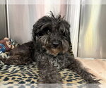 Small Shih-Poo