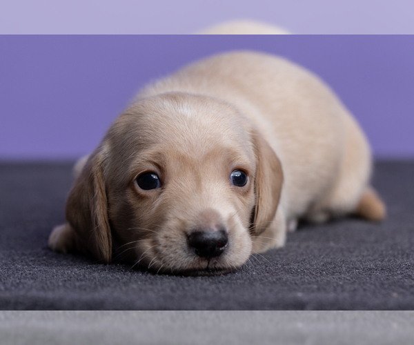 Medium Photo #22 Dachshund Puppy For Sale in CROWLEY, TX, USA
