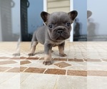 Puppy Ellie jr French Bulldog