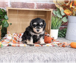 Small #3 Schnauzer (Miniature)