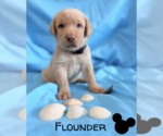 Puppy Flounder Labrador Retriever