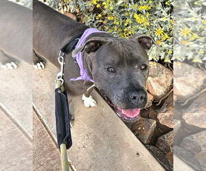 American Pit Bull Terrier-Unknown Mix Dogs for adoption in phoenix, AZ, USA