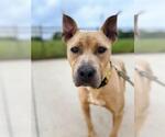 Small #1 American Staffordshire Terrier Mix