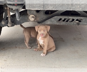 American Pit Bull Terrier Puppy for sale in BEAUMONT, TX, USA