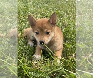 Shiba Inu Puppy for sale in CANOGA, NY, USA