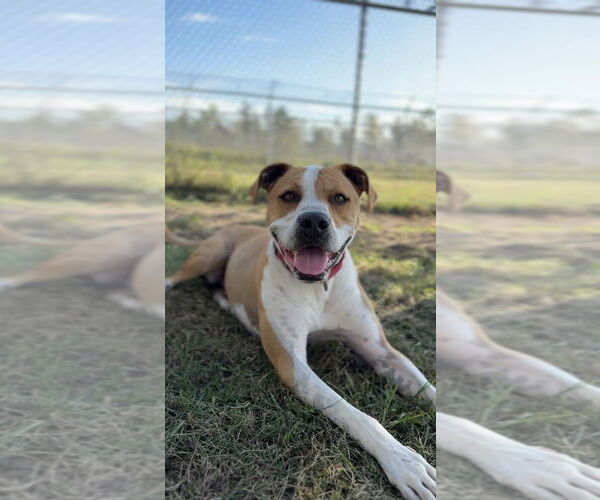 Medium Photo #20 Mutt Puppy For Sale in Bemidji, MN, USA