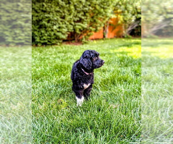 Medium Photo #1 Goldendoodle Puppy For Sale in BEND, OR, USA