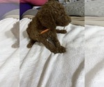Small Photo #11 Poodle (Standard) Puppy For Sale in BARTLETT, TX, USA