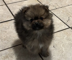 Pomeranian Puppy for sale in FLINT, MI, USA