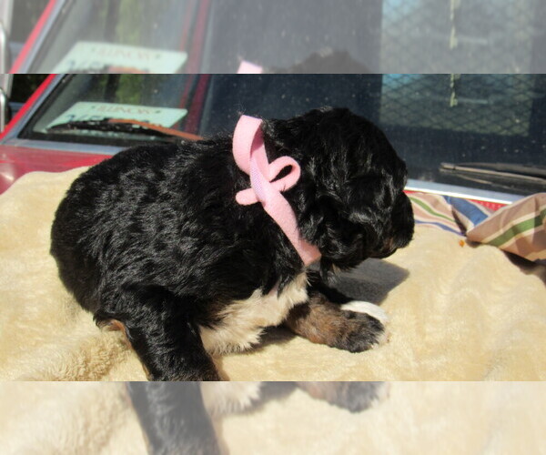 Medium Photo #3 Bernedoodle Puppy For Sale in BIG ROCK, IL, USA