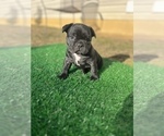 Puppy 2 French Bulldog