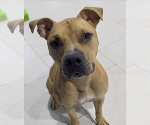 Bulldog-Unknown Mix Dogs for adoption in The Woodlands, TX, USA