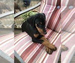 Small Photo #2 Doberman Pinscher Puppy For Sale in VANCOUVER, WA, USA