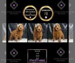 Puppy Duckie F1B Goldendoodle (Miniature)