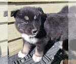 Small Photo #2 Pomsky Puppy For Sale in E WATERTOWN, MA, USA