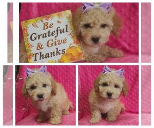 Maltipoo-Poodle (Miniature) Mix Puppy for sale in TAYLOR, TX, USA