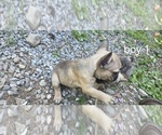 Small #8 French Bulldog