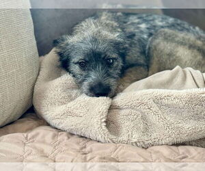 Pomeranian-Unknown Mix Dogs for adoption in New York, NY, USA