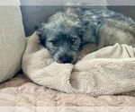 Small Pomeranian Mix