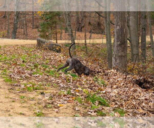 Medium Photo #3 American Pit Bull Terrier-Unknown Mix Puppy For Sale in Plymouth, MN, USA