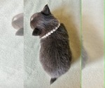 Small #1 Chihuahua