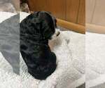 Small Photo #7 English Springer Spaniel Puppy For Sale in FAYETTE, OH, USA
