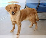Small #1 Golden Retriever