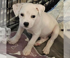 Border Terrier-Unknown Mix Dogs for adoption in Williamsburg, NM, USA