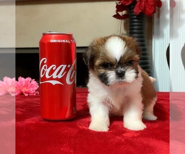 Medium Photo #3 Shih Tzu Puppy For Sale in BUFORD, GA, USA