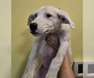 Great Pyrenees-Unknown Mix Dogs for adoption in Rockwall, TX, USA