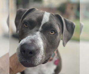 Staffordshire Bull Terrier Dogs for adoption in La Verne , CA, USA