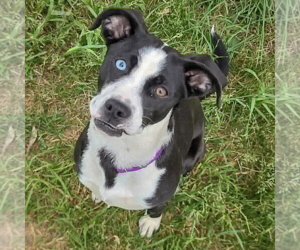 Medium Photo #3 Border Collie-Unknown Mix Puppy For Sale in Huntley, IL, USA