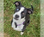 Small #2 Border Collie Mix