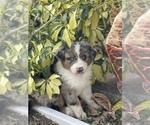Small Photo #2 Australian Shepherd Puppy For Sale in TAMPA, FL, USA