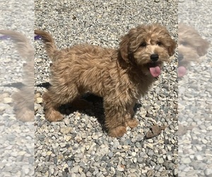 Goldendoodle (Miniature) Puppy for sale in INDIANAPOLIS, IN, USA