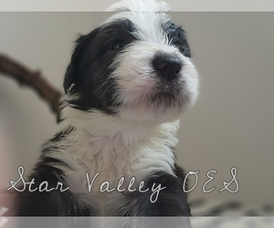 Old English Sheepdog Puppy for Sale in SMOOT, Wyoming USA
